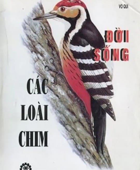 doi-song-cua-cac-loai-chim-4685