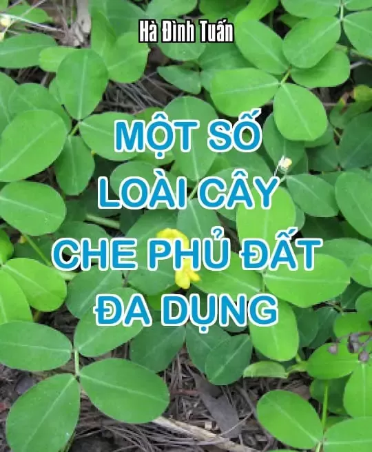 MỘT SỐ LOÀI CÂY CHE PHỦ ĐẤT ĐA DỤNG